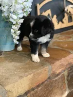 Carolina, a female Toy Australian Shepherd for sale in Cisco, TX – 4 of 8