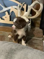 Texas, a male Toy Australian Shepherd for sale in Cisco, TX – 7 of 10