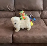 Nugget, a male Shihpoo for sale in Cisco, TX – 2 of 9