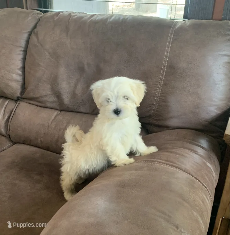 Cookie – Shihpoo puppy for sale in Cisco, TX
