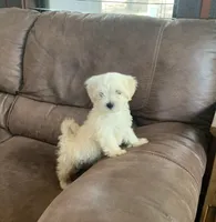 Cookie, a male Shihpoo for sale in Cisco, TX – 1 of 10