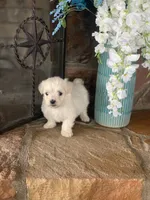 Nugget, a male Shihpoo for sale in Cisco, TX – 7 of 9