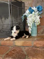 Utah, a male Toy Australian Shepherd for sale in Cisco, TX – 5 of 10