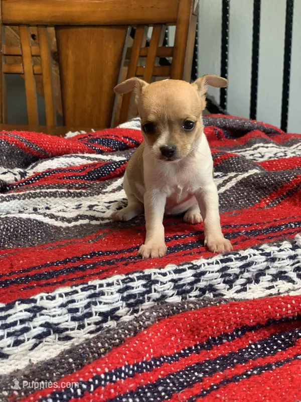 Mia – Chihuahua puppy on hold in Cisco, TX