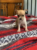 Mia, a female Chihuahua for sale in Cisco, TX – 1 of 3