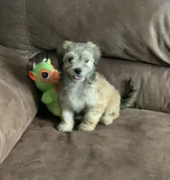 Muffin , a female Shihpoo for sale in Cisco, TX – 2 of 10
