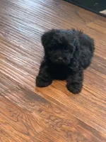 Teddy, a male Shihpoo for sale in Cisco, TX – 5 of 9