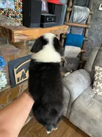 Utah, a male Toy Australian Shepherd for sale in Cisco, TX – 6 of 8