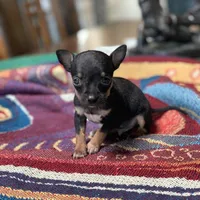 Banjo, a male Chihuahua for sale in Cisco, TX – 3 of 5