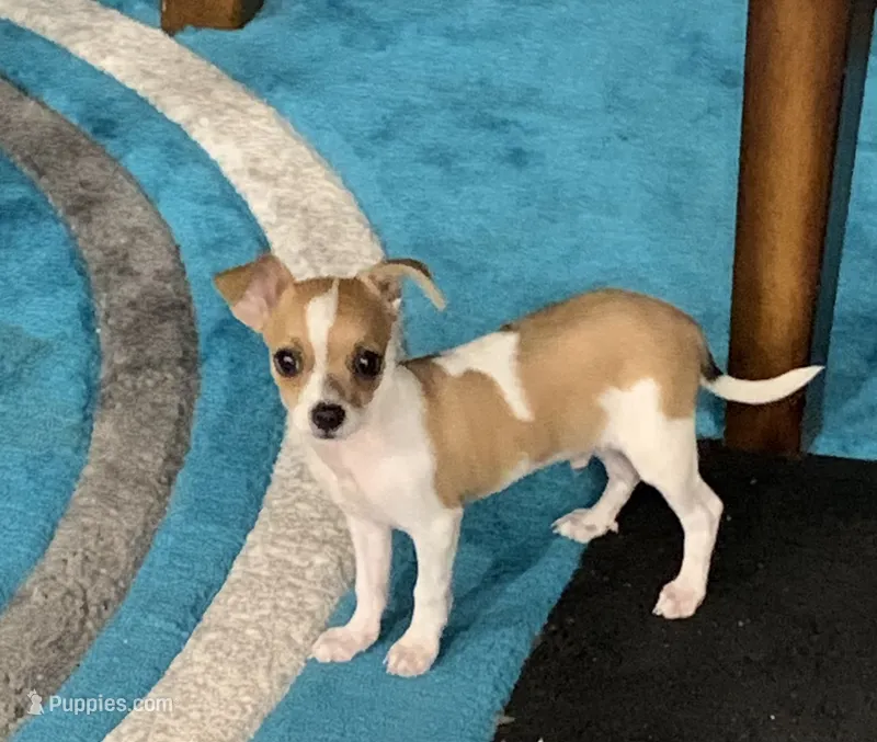 Ace – Chihuahua puppy for sale in Cisco, TX