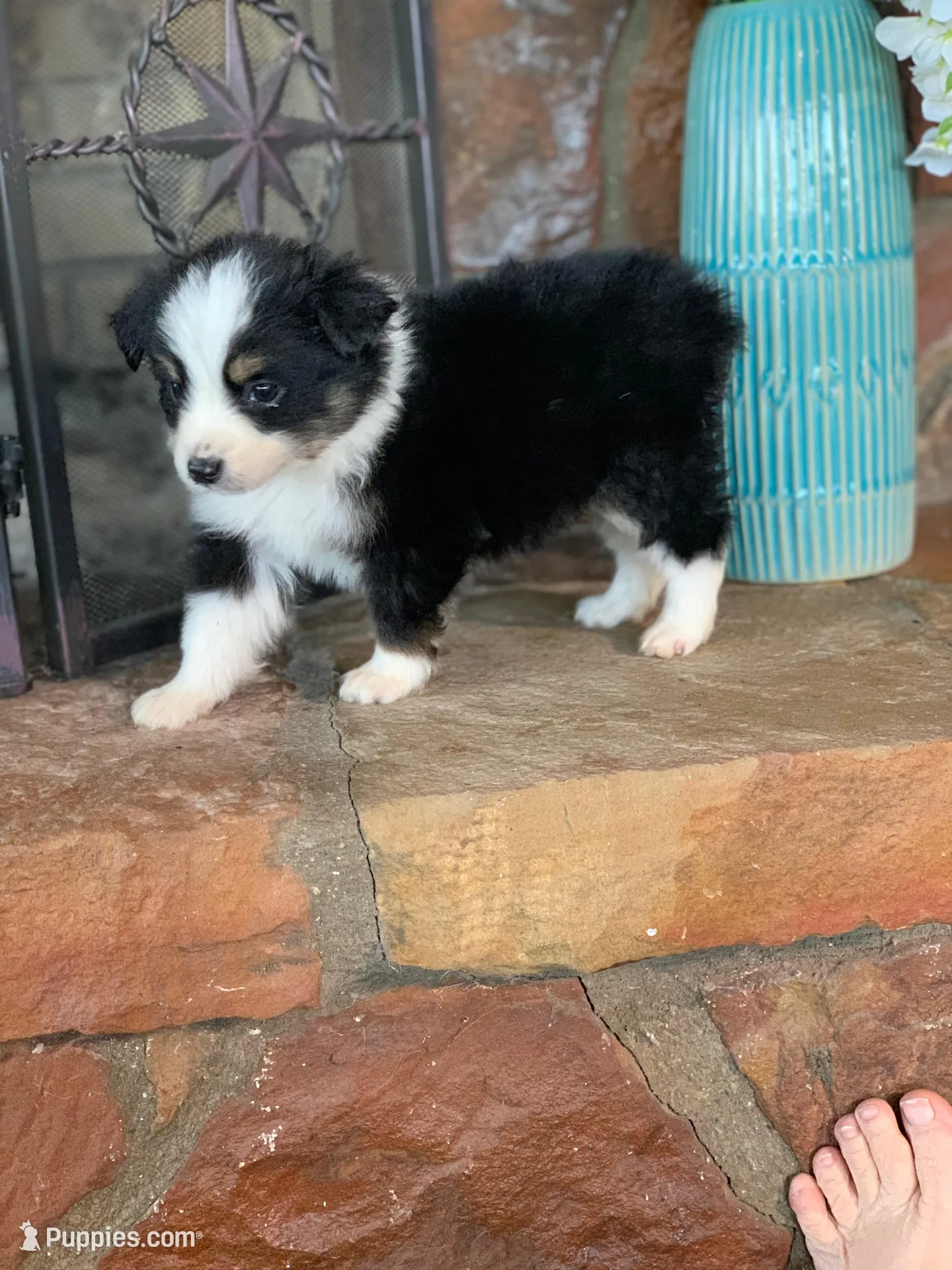 Luca – Toy Australian Shepherd puppy for sale in Cisco, TX