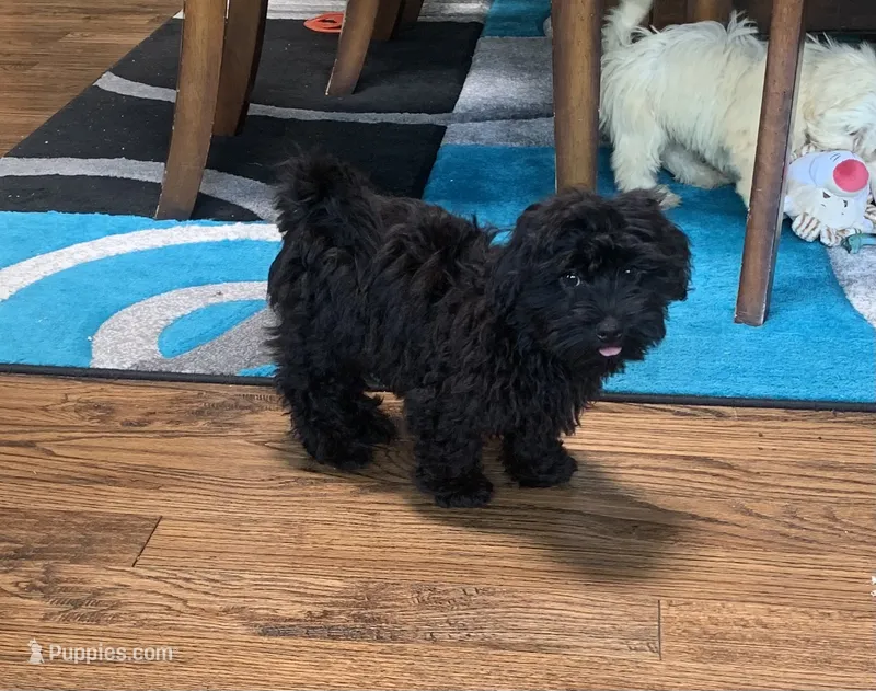 Beanie – Shihpoo puppy for sale in Cisco, TX