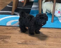Beanie, a male Shihpoo for sale in Cisco, TX – 4 of 10