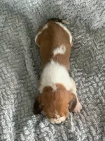 Thelma, a female Basset Hound for sale in Cisco, TX – 4 of 4