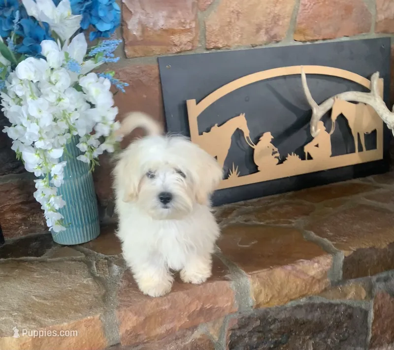 Cookie – Shihpoo puppy for sale in Cisco, TX