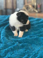 Daisy, a female Toy Australian Shepherd for sale in Cisco, TX – Photo 2 of 6