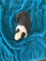 Daisy, a female Toy Australian Shepherd for sale in Cisco, TX – Photo 3 of 6