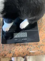 Daisy, a female Toy Australian Shepherd for sale in Cisco, TX – Photo 6 of 6