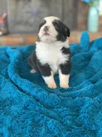 Daisy, a female Toy Australian Shepherd for sale in Cisco, TX – Photo 5 of 6