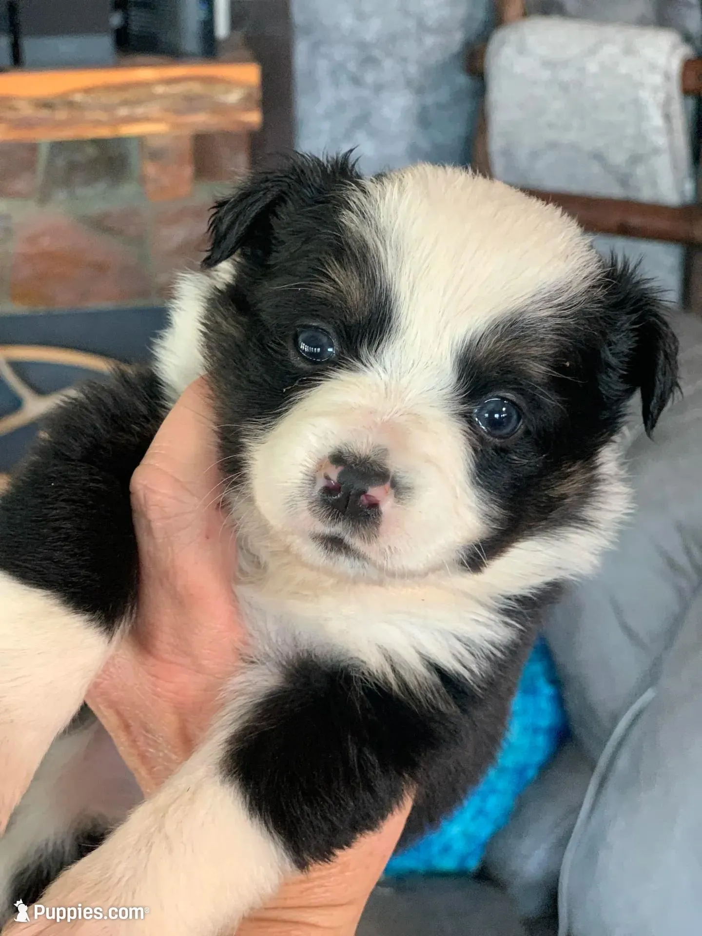 Daisy, a female Toy Australian Shepherd for sale in Cisco, TX – 6 of 7