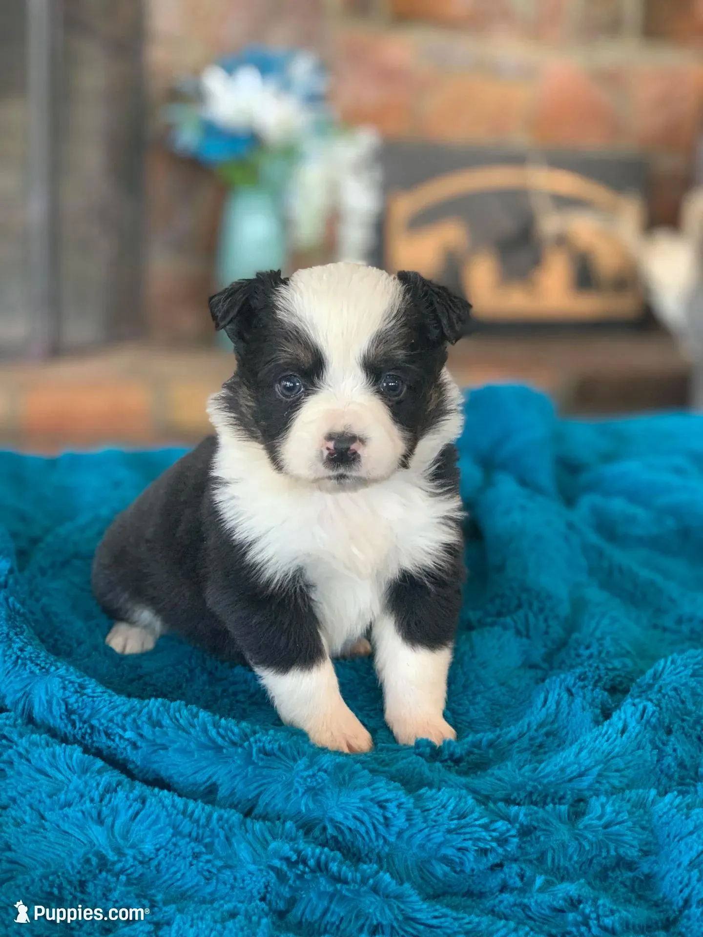 Daisy, a female Toy Australian Shepherd for sale in Cisco, TX – 7 of 7