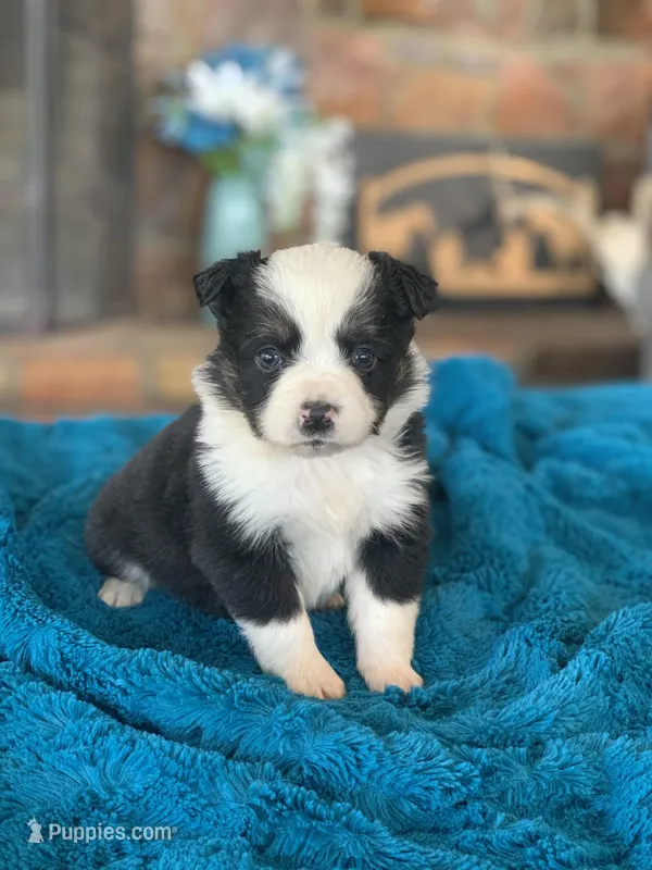 Daisy – Toy Australian Shepherd puppy for sale in Cisco, TX