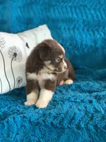 Alabama, a female Toy Australian Shepherd for sale in Cisco, TX – 3 of 3