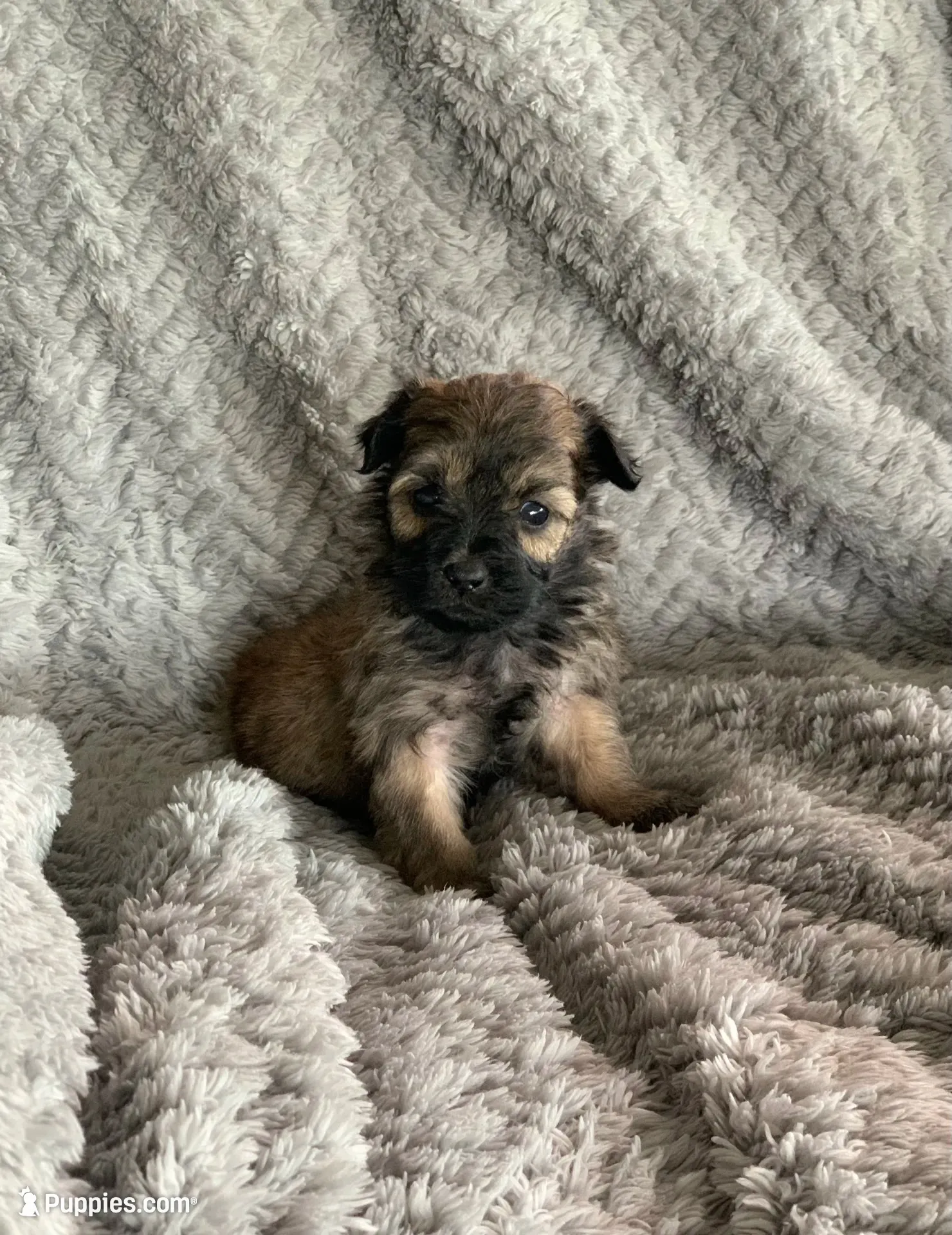 Coco, a male Shihpoo for sale in Cisco, TX – 7 of 10