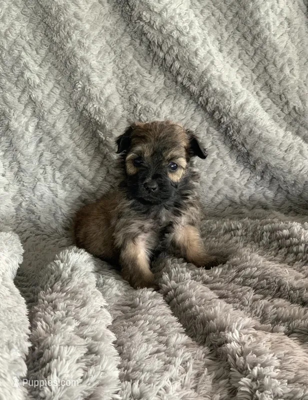 Coco – Shihpoo puppy for sale in Cisco, TX