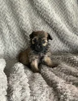 Coco, a male Shihpoo for sale in Cisco, TX – 1 of 4