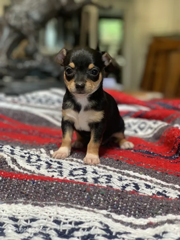 Zoey – Chihuahua puppy for sale in Cisco, TX
