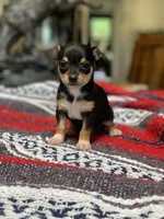 Zoey, a female Chihuahua for sale in Cisco, TX – 1 of 3