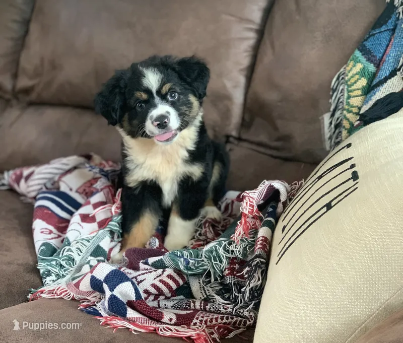 Jersey – Toy Australian Shepherd puppy for sale in Cisco, TX
