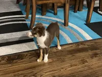 Texas, a male Toy Australian Shepherd for sale in Cisco, TX – 4 of 10