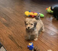 Muffin , a female Shihpoo for sale in Cisco, TX – 6 of 10
