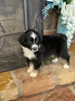 Carolina, a female Toy Australian Shepherd for sale in Cisco, TX – 5 of 8