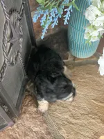 Boba, a male Shihpoo for sale in Cisco, TX – 3 of 7