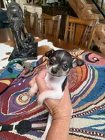 Sofia, a female Chihuahua for sale in Cisco, TX – 4 of 5