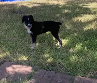 Carolina, a female Toy Australian Shepherd for sale in Cisco, TX – 1 of 10