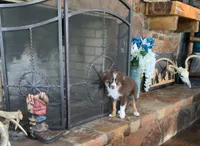 Texas, a male Toy Australian Shepherd for sale in Cisco, TX – 5 of 10
