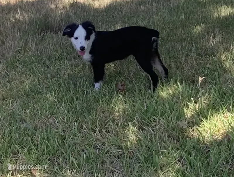 Utah – Toy Australian Shepherd puppy for sale in Cisco, TX
