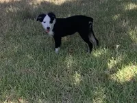 Utah, a male Toy Australian Shepherd for sale in Cisco, TX – 1 of 10