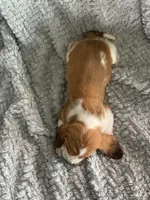 Wilma, a female Basset Hound for sale in Cisco, TX – 4 of 4