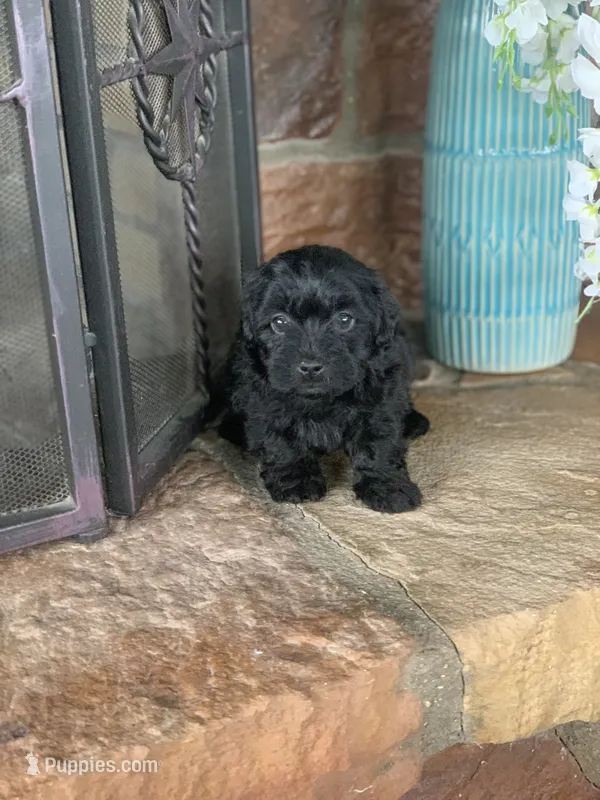 Teddy – Shihpoo puppy for sale in Cisco, TX