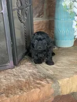 Teddy, a male Shihpoo for sale in Cisco, TX – 6 of 9