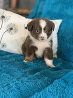 Texas, a male Toy Australian Shepherd for sale in Cisco, TX – 2 of 3