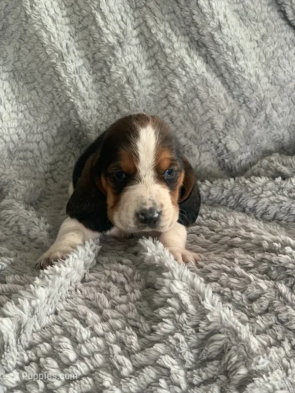 Barb – Basset Hound puppy for sale in Cisco, TX