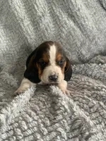 Barb, a female Basset Hound for sale in Cisco, TX – 1 of 4