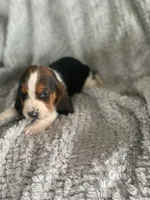 Barb, a female Basset Hound for sale in Cisco, TX – 2 of 4