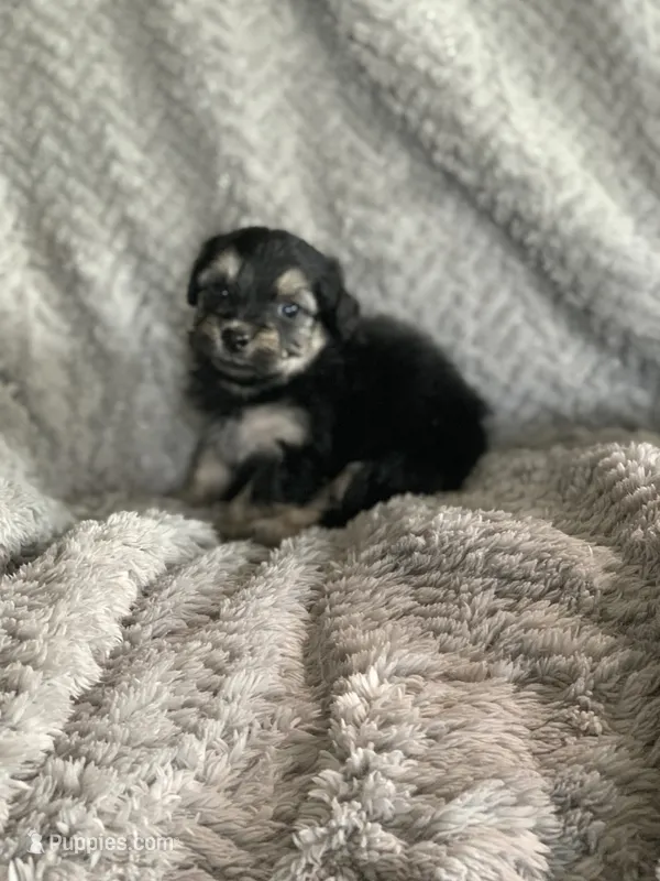 Boba – Shihpoo puppy for sale in Cisco, TX